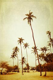 Высокие пальмы на берегу океана