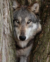 Серый волк с потрясающими глазами между деревьями 