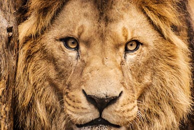 Портрет африканского льва крупным планом 