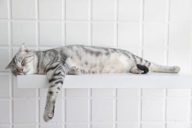 Милый серый кот спит на полочке в доме