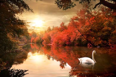 Лебедь в осеннем саду на реке на рассвете