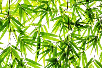 Бамбуковые зеленые листья на белом фоне