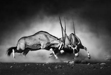 Черно-белая фотография двух буйволов в драке