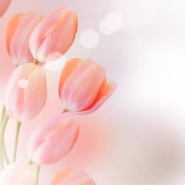 Нежно розовые тюльпаны на белом фоне