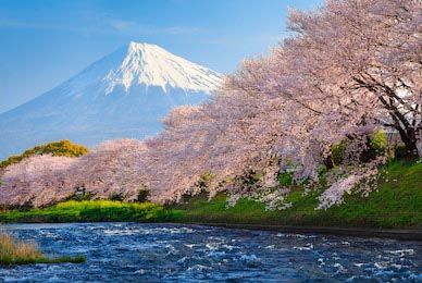 Цвет Сакура и горы Фудзи на реке утром