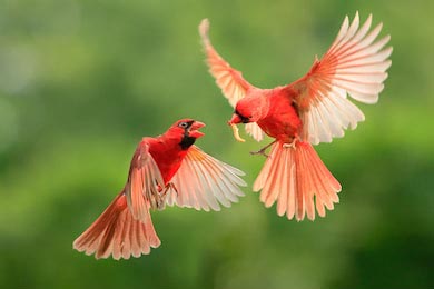 Мама северный кардинал кормит своего птенчика 