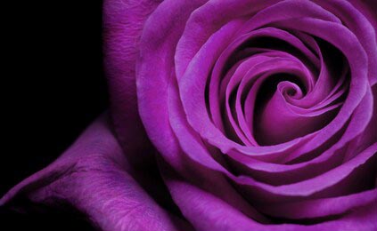 Фиолетовая роза крупным планом на черном фоне