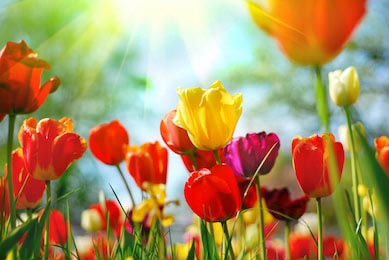 Утреннее солнце светит на красивые весенние тюльпаны