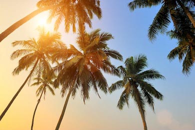 Красивый тропический закат с пальмами на пляже