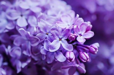 Фиолетовые цветы крупным планом на размытом фоне