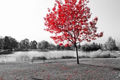 Парк со скамейкой под красным деревом черно-белое