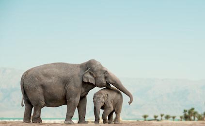 Слониха и слоненок на природе с горами на фоне