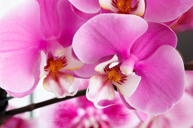 Крупный план красивой яркой розовой орхидеи