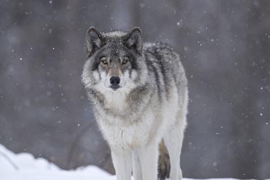 Красивый зеленоглазый волк в зимнем лесу