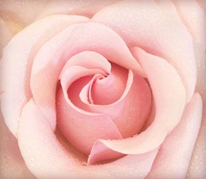 Розовая роза с капельками росы крупным планом