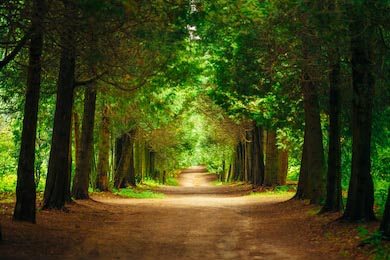 Тропинка дорожки с зелеными деревьями в лесу