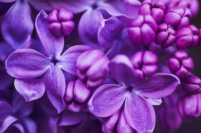 Темно фиолетовые цветы сирени крупным планом
