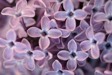 Фиолетовые цветы сирени в качестве фона 