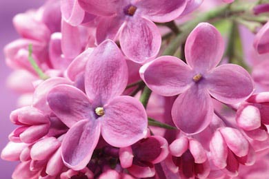 Фиолетовые цветы сирени