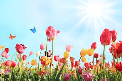 Солнечный день с тюльпаном поле в разных цветах