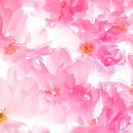 Розовые цветы сакуры как фон