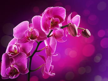 Веточка с орхидеями клонится на розовом фоне