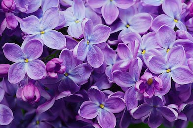 Мягкий цветочный фон сиреневых фиолетовых цветов