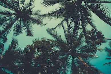 Стилизованные пальмы в зеленых тонах на фоне неба