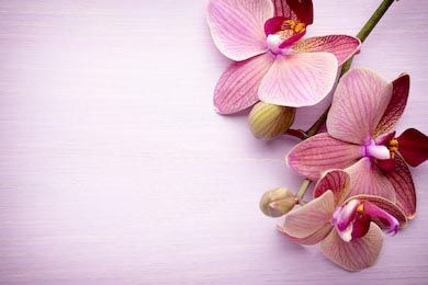 Нежные орхидеи лежат на белом фоне