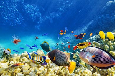 Красивый подводный мир с кораллами и рыбами