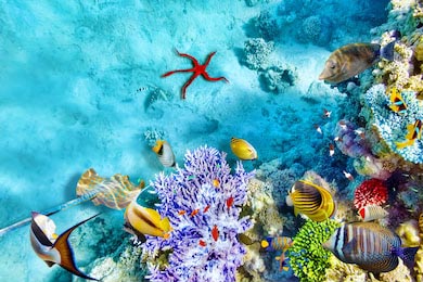 Под водой с кораллами и тропическими рыбами