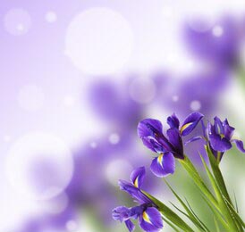 Фиолетовые цветы ириса на размытом фоне