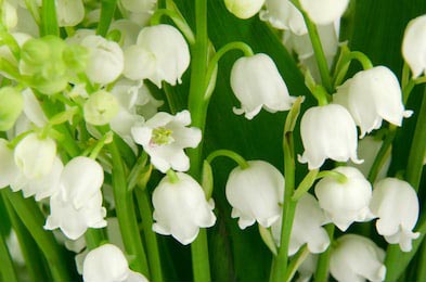 Большие белые цветы ландышей