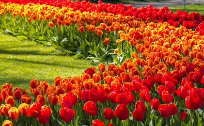 Цветущее поле тюльпанов в саду