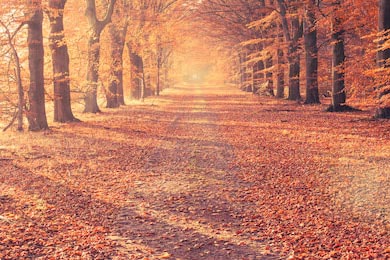 Дорожка усыпанная красочными осенними листьями 