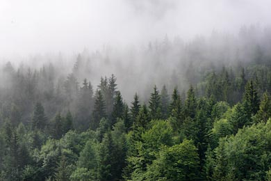 Вершины деревьев с туманом над пышной дикой природой