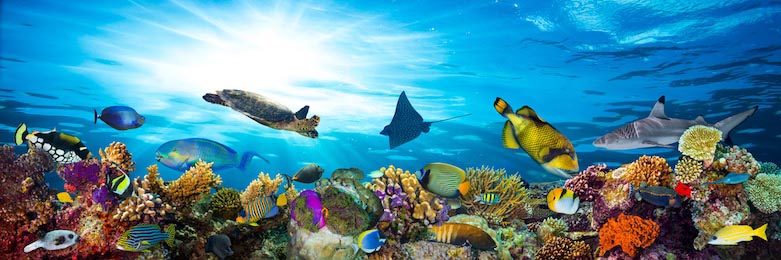 Коралловый риф с рыбами и морской черепахой