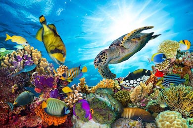 Риф со множеством рыб и черепахой