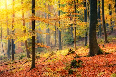 Красочный красно-желтый осенний лес в тумане