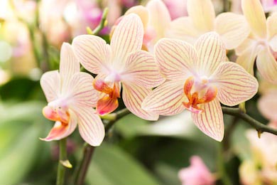 Красивые бежевые цветы орхидеи