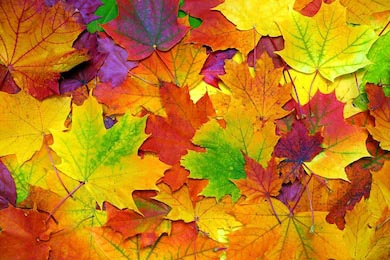 Фон с осенними цветными листьями