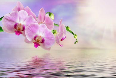 Нежно розовый цветок орхидей свисает над водой