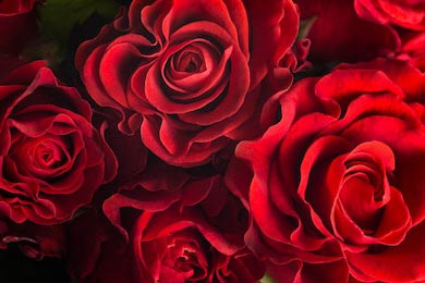 Темно красные распустивиеся розы