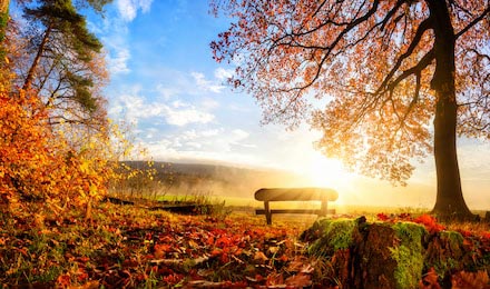 Осенне солнце освещает скамейку под деревом