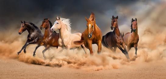 Стадо лошадей бегут по пустыне поднимая пыль
