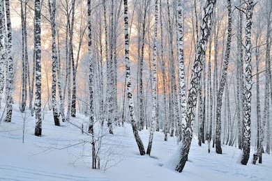 Зимний закат в березовом лесу