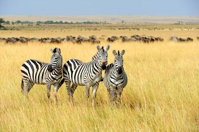 Зебра на лугопастбищных угодьях в Африке