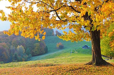 Волшебные осенние деревья с опавшими листьями