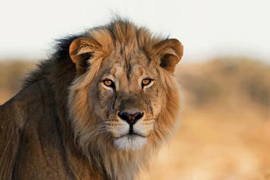 Портрет африканского короля льва