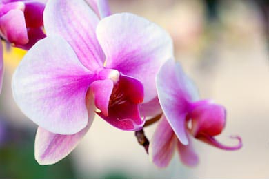 Макро снимок розовой орхидеи крупном планом